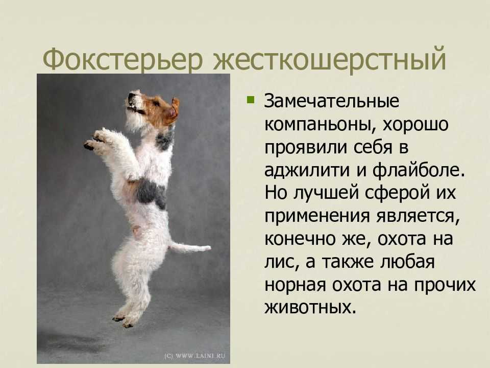 Фокстерьер: описание породы, уход и здоровье, интересные факты.