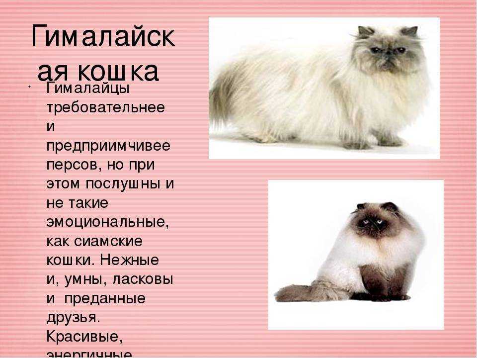 Сколько живут персидские. Порода кошек Гималайский перс. Персидская кошка. Породы персидских кошек с фотографиями и названиями. Персидский кот порода описание.