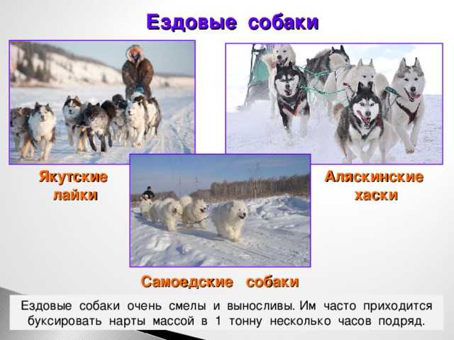 Если в вашем регионе 9 месяцев в году стоит холодная погода, и зима длится очень долго, но желание завести собаку не оставляет вас, обратите внимание на породы собак, которые наиболее устойчивы к холоду и не боятся морозов