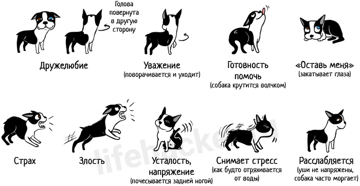 Поведение собак характеристика. Язык тела собаки как понять. Язык жестов собак. Как понять жесты собаки. Язык тела собаки в картинках.
