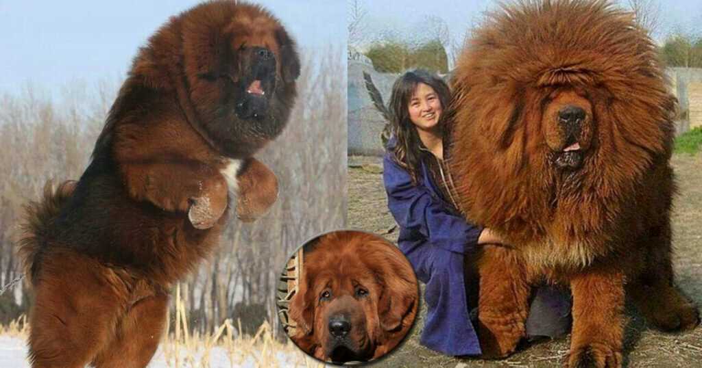 Самые дорогие породы собак с фото, названиями и описаниями