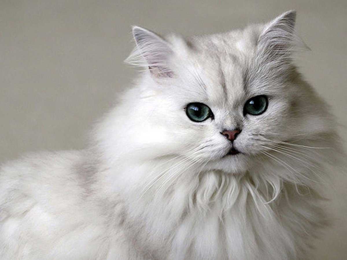 Сибирская шиншилла кошка фото