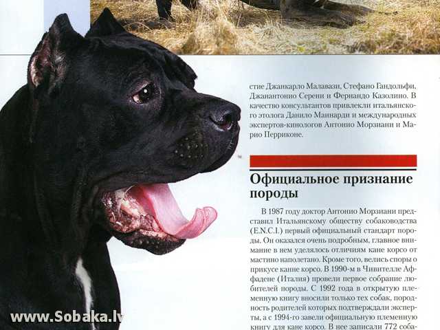 Кане-корсо: история, стандарт, характер и особенности содержания породы (+ фото и видео) | ваши питомцы