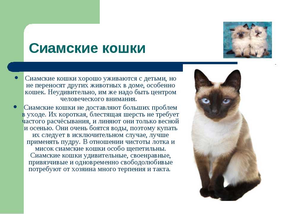 Разновидности сиамских кошек с фото и описанием