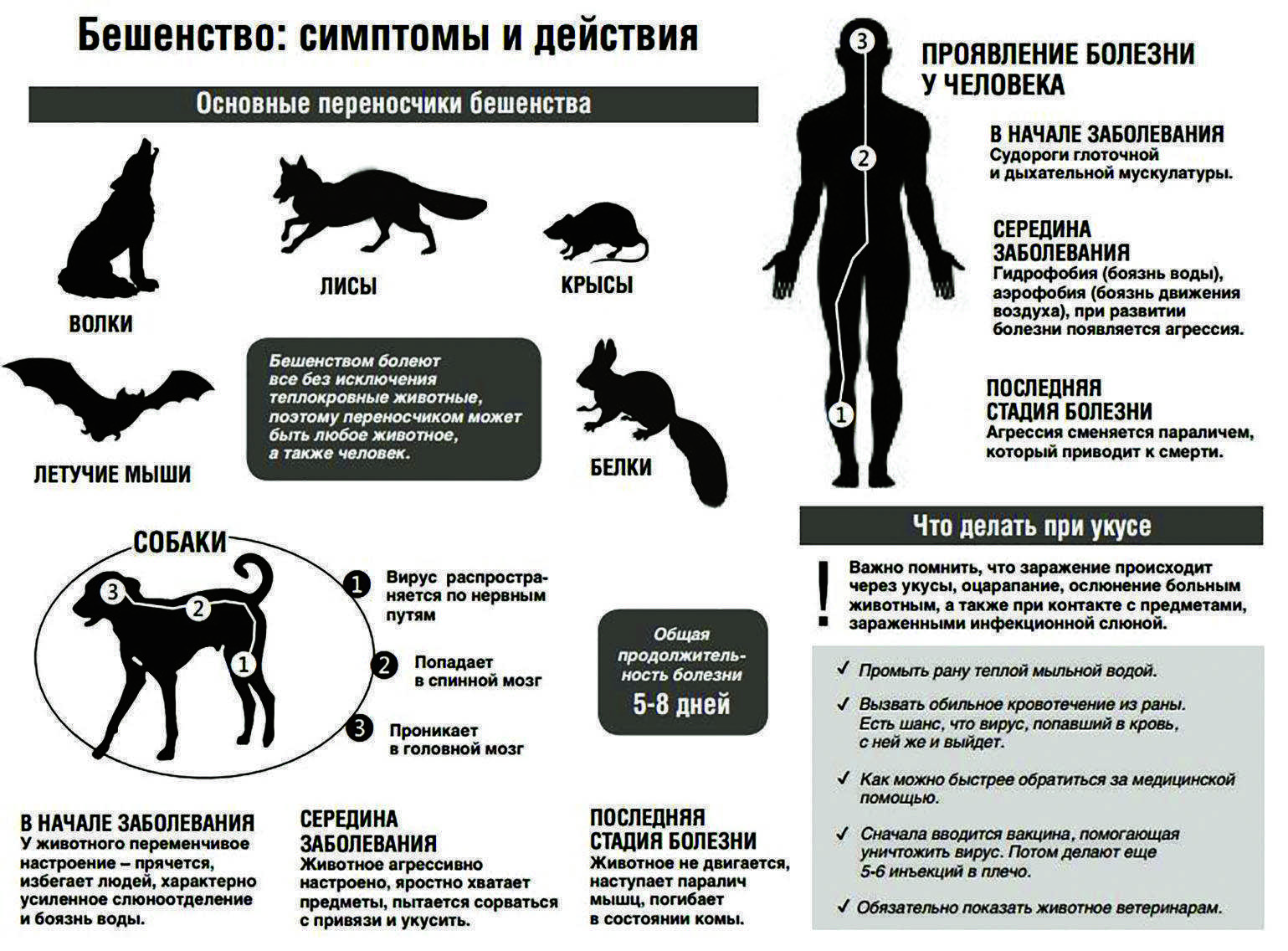 Сколько живут шотландские вислоухие кошки их болезни и способы лечения