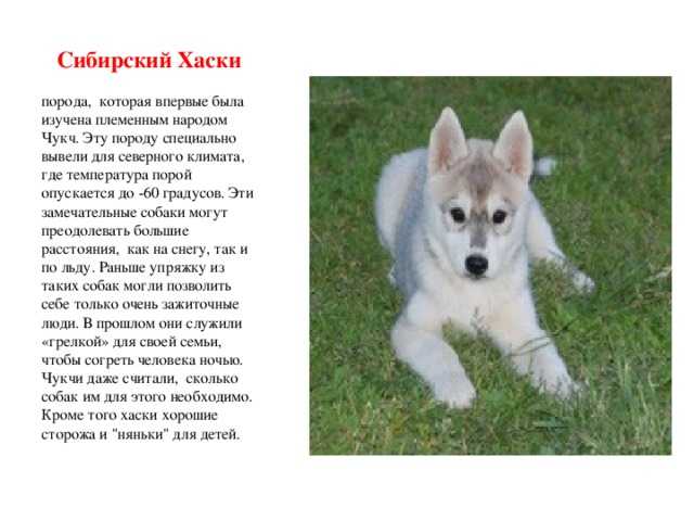 Сибирский хаски. описание, фотографии, видео, черты и характер породы, отзывы