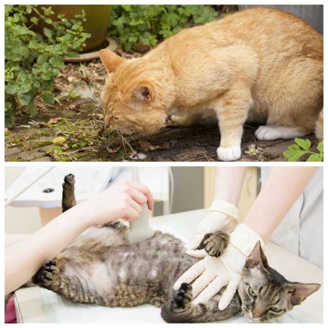 Икота у ребенка
