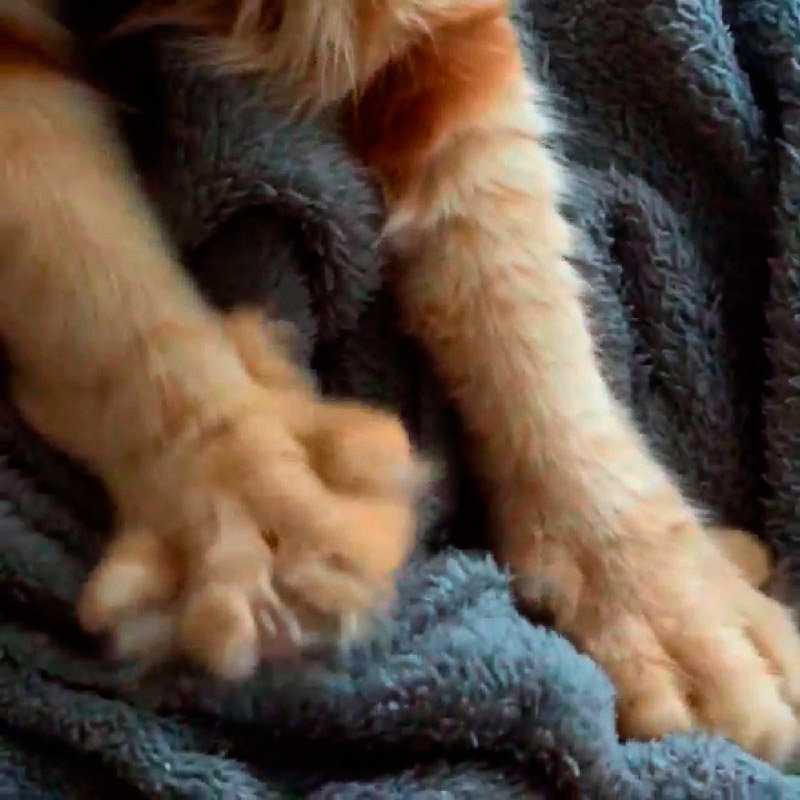 Почему кошки перебирают лапами. Кошка топчет лапками. Кот мнет одеяло. Лапки кошки. Кот мнет лапами одеяло.