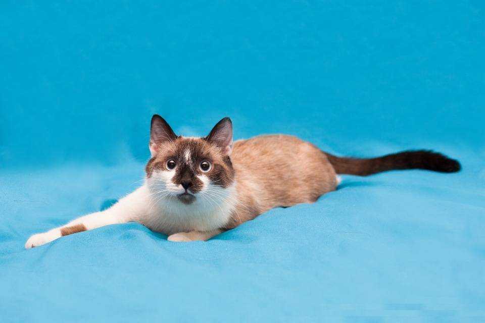 Рассмотрите фотографию кошки породы сноу шу. Сиамский Сноу-Шу. Кот Сноу Шу. Сноу-Шу котята. Тайская кошка Сноу Шу.
