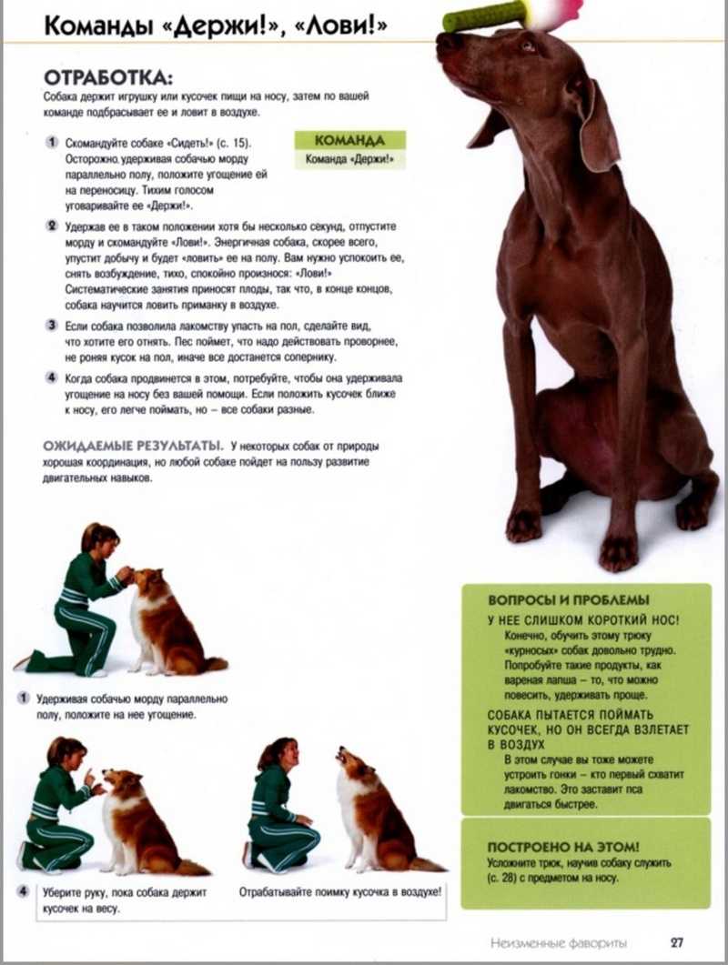 Техника обучения щенков и взрослых собак запрещающим командам нельзя и фу
