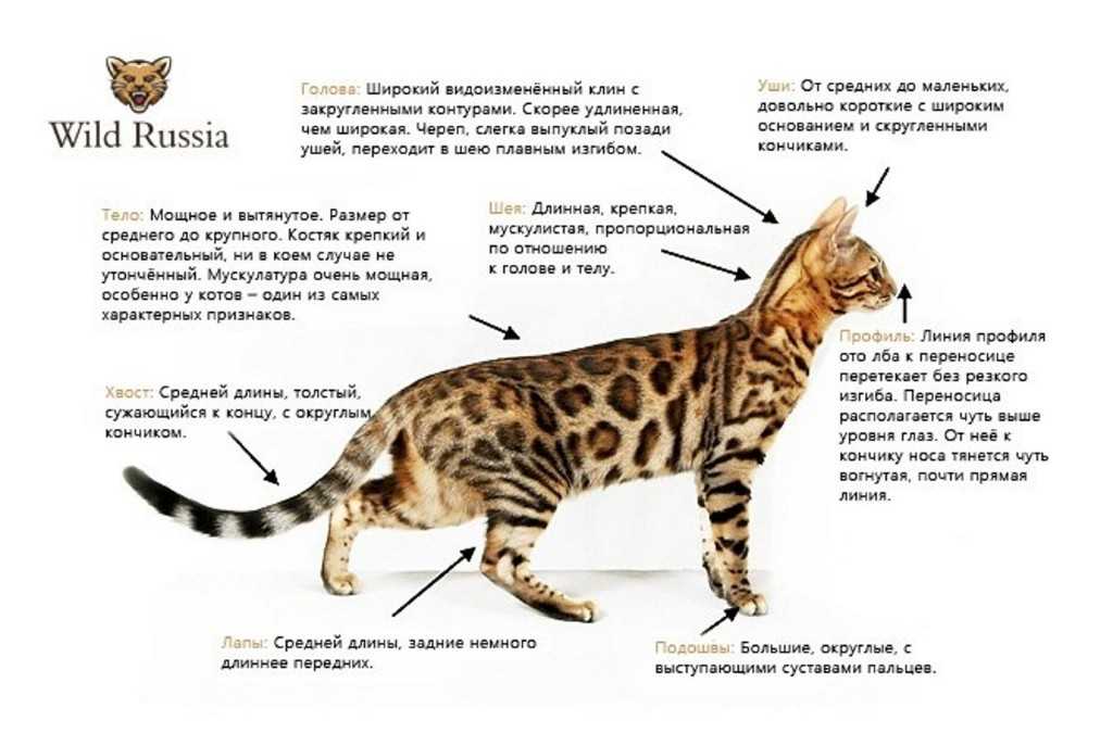 Характерные признаки породы. Стандарт окраса бенгальских кошек. Бенгальская кошка стандарты породы. Стандарты бенгальской породы. Стандарты окраса бенгала.