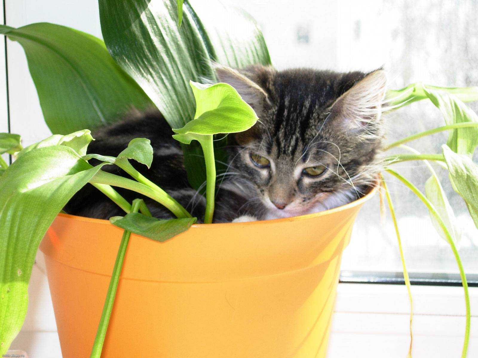 Безопасные для кошек комнатные растения фото и названия