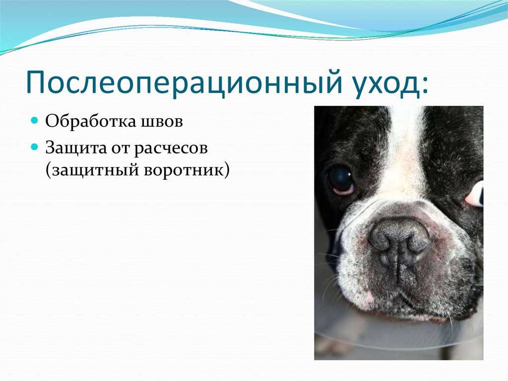 Списко 6 пород собак брахицефалов: описание и болезни