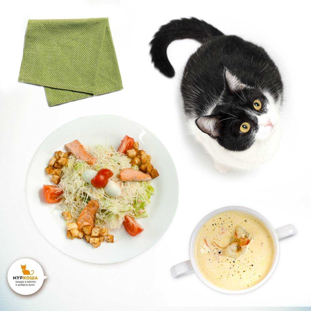 Чем кормить кошку в домашних условиях натуральной едой: меню