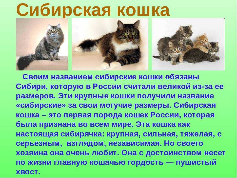 Сибирская кошка: фото, описание, характер, содержание, отзывы
