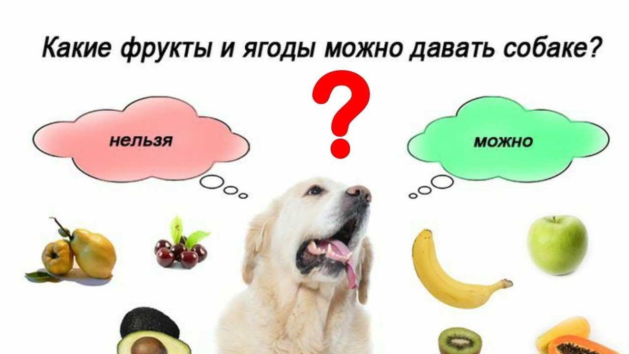 Основные сведения о фруктах и сухофруктах в рационе собаки: плюсы и минусы