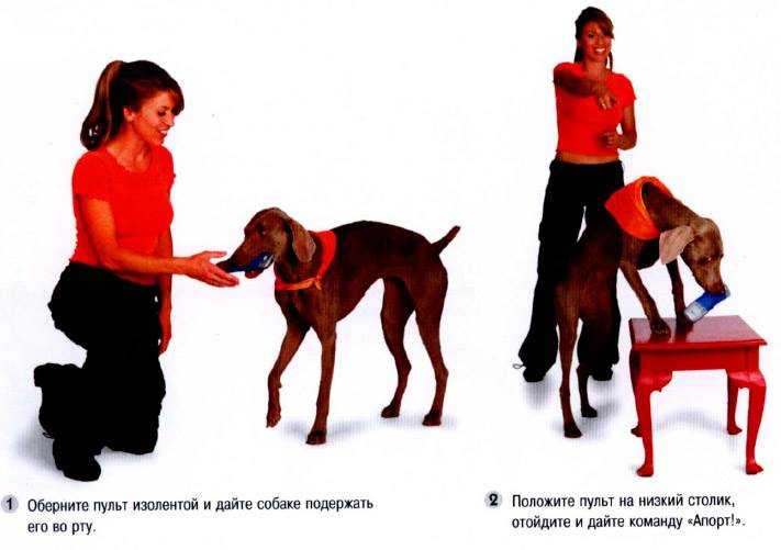 Учим собаку команде "апорт": пошаговая инструкция | ваши питомцы