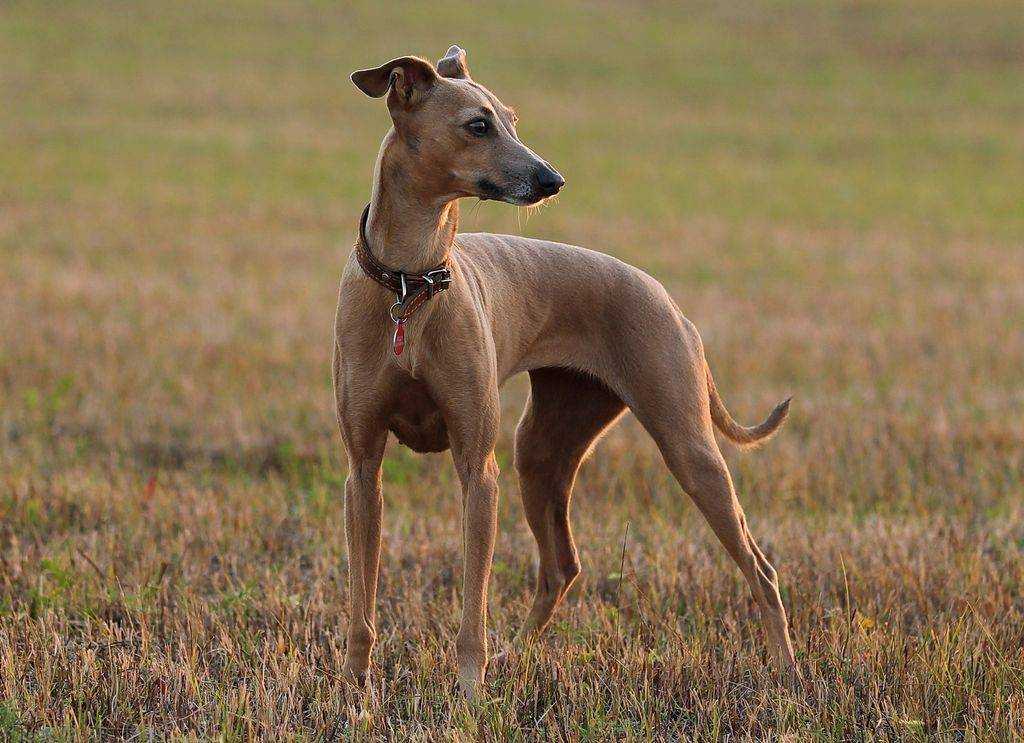 Видео про левретку Левретка – модная собака египетских фараонов Левретка Планета собак