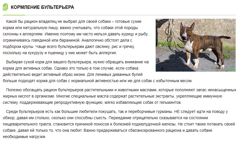 Бультерьер фото, описание породы, характеристика, отзывы, болезни, выбор щенка