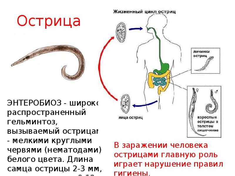 Как не заразиться глистами от кошки? | нпк "скифф"