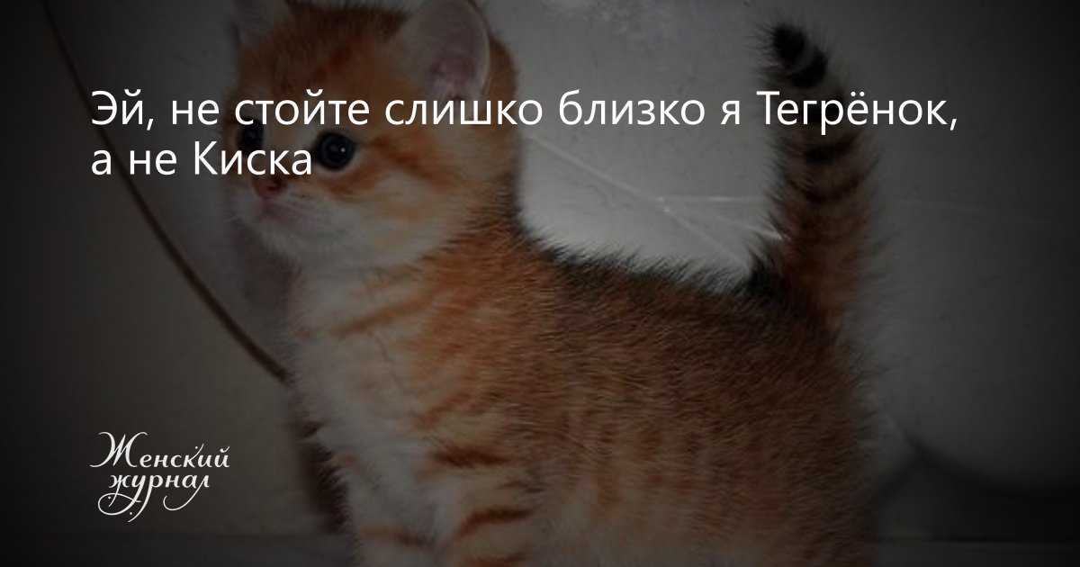 Как воспитывать кошку?