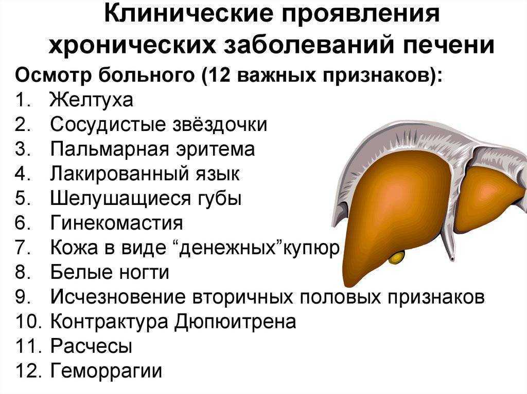 Причины липидоза печени у кошек: симптомы и лечение