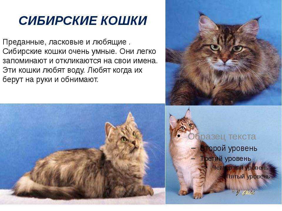 Виды окрасов сибирских кошек: голубая, черная, рыжая, колорпоинт и другие