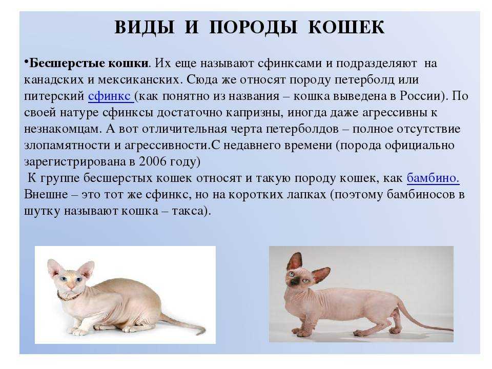 Бурмилла