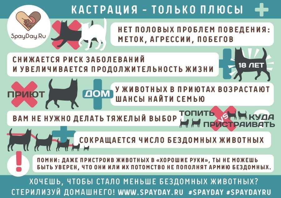 Стерилизация собак