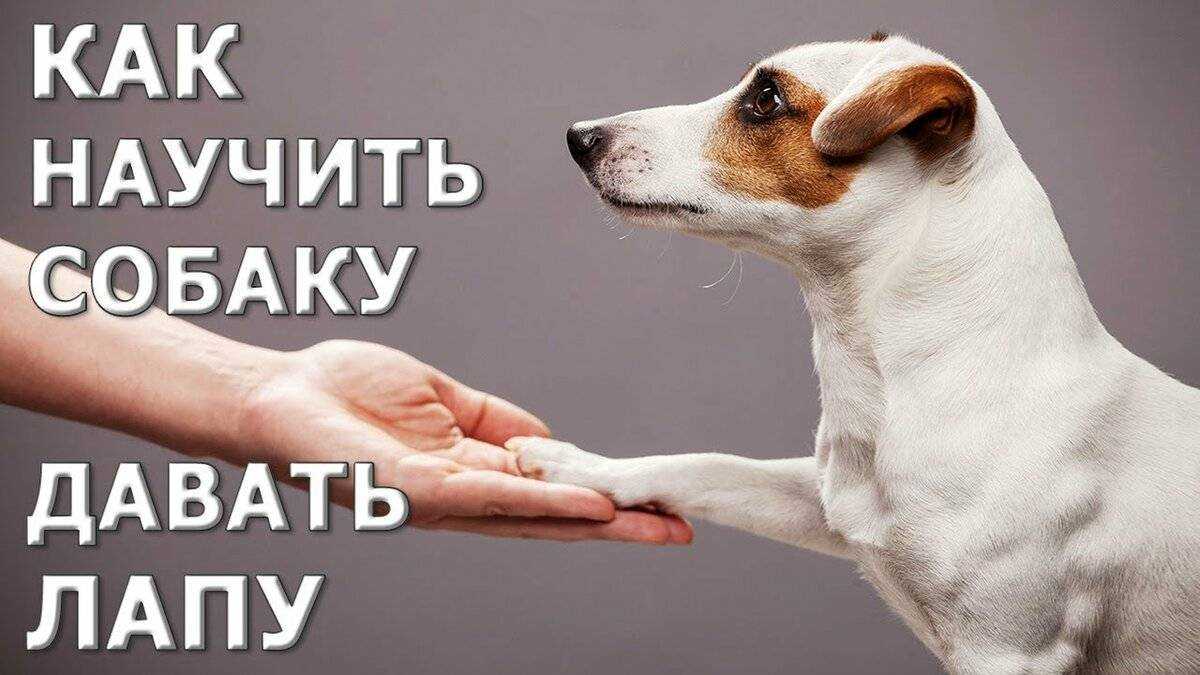 Как научить собаку команде "рядом!": советы кинологов :: syl.ru