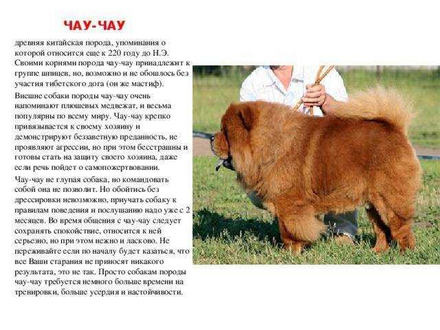 Чау-чау – фото, описание, характер, питание, содержание