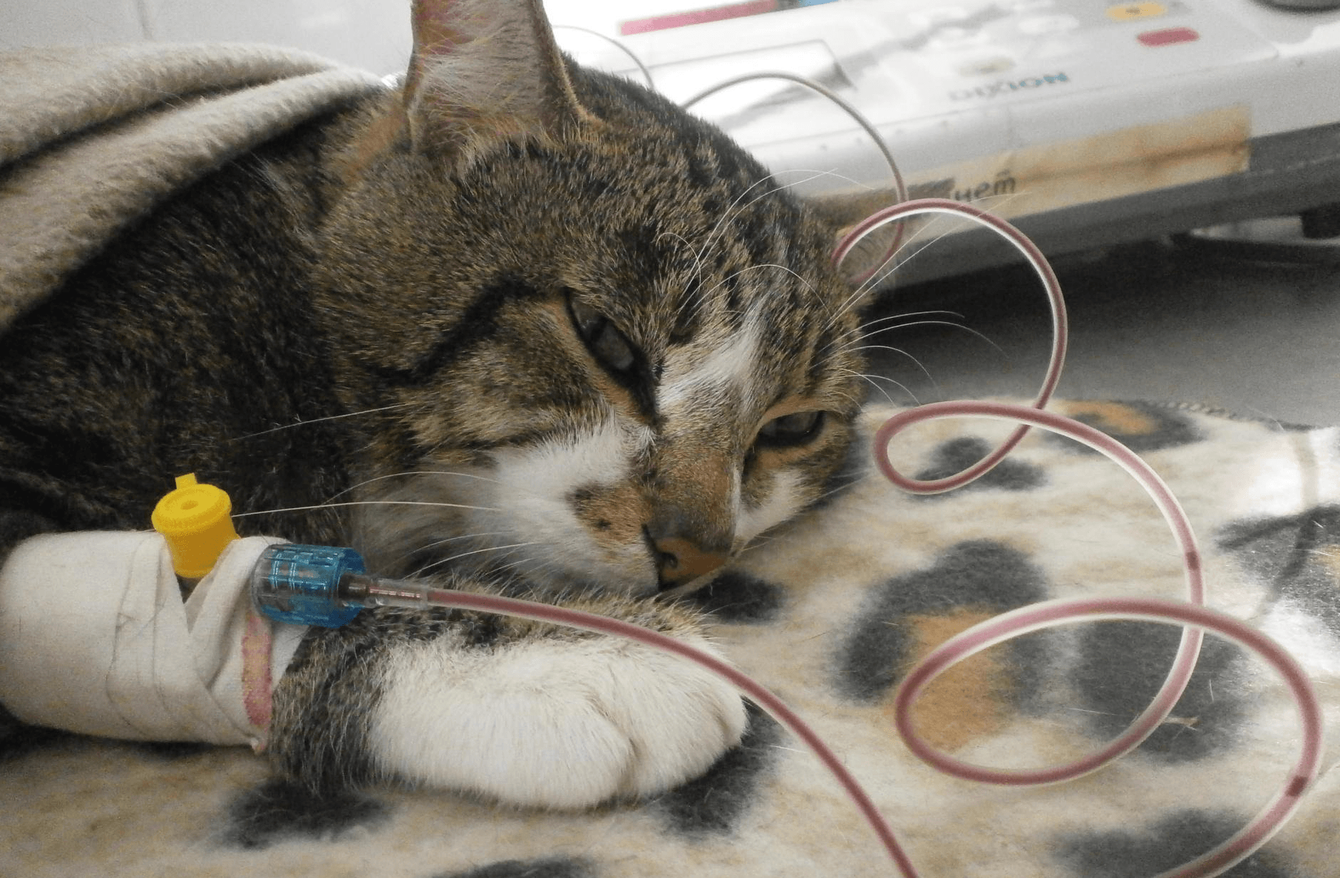 Чем спровоцирована и как лечится анемия у кошек