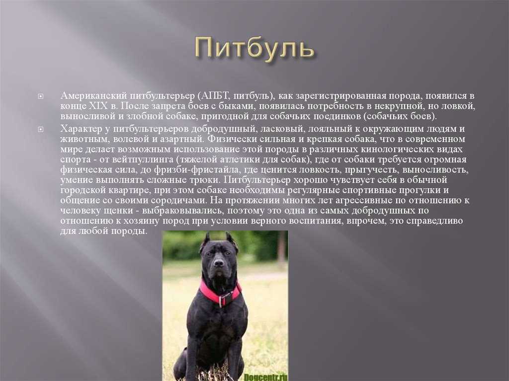 Породы собак и их характеристики с фото