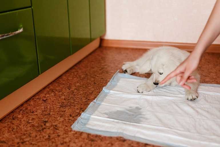 Как приучить собаку к туалету на улице - если щенок не ходит писать