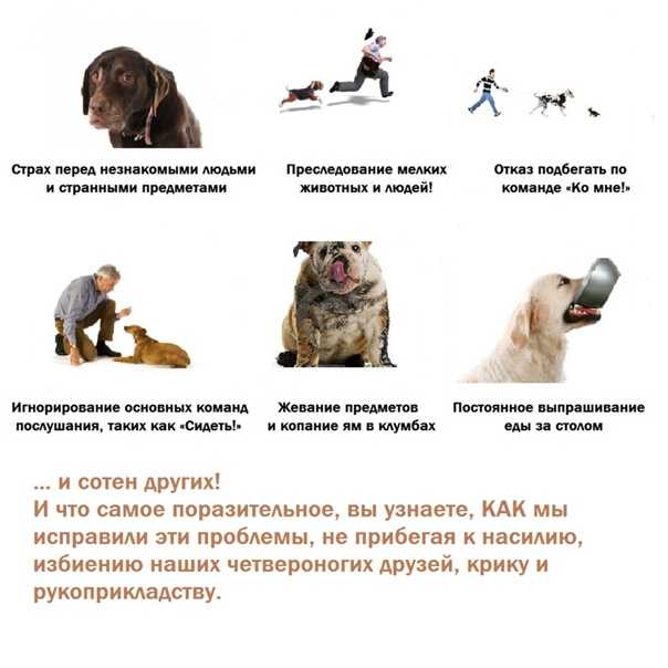 Как научить собаку команде голос. советы кинолога - dogtricks.ru