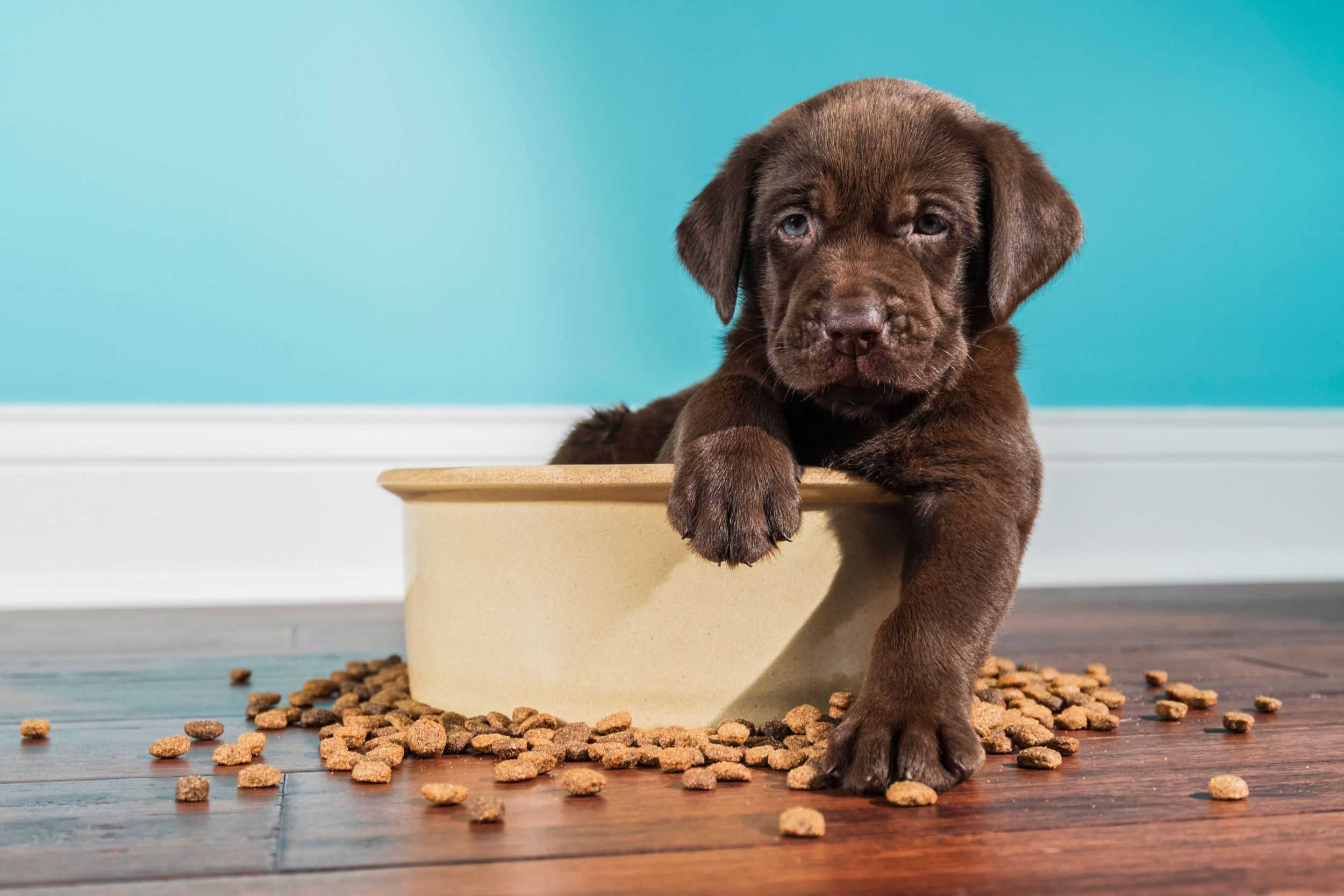 Почему собакам нельзя давать есть шоколад – причины отравления
