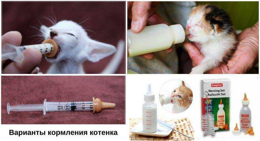 Кошка оставила новорождённых котят Подробный гайд, как ухаживать за слепым котёнком и выкармливать его без мамы и как снизить риск того, что кошка бросит потомство в будущем