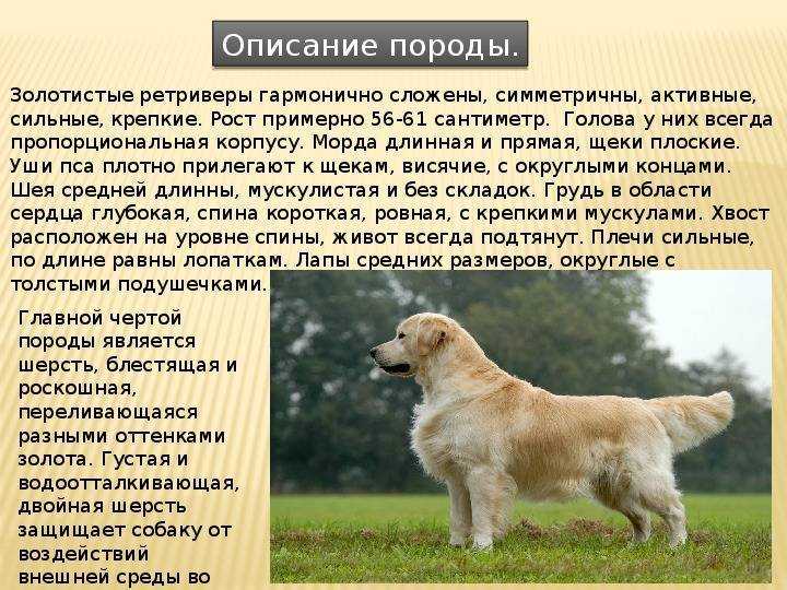 Порода лабрадор фото характеристики собак описание