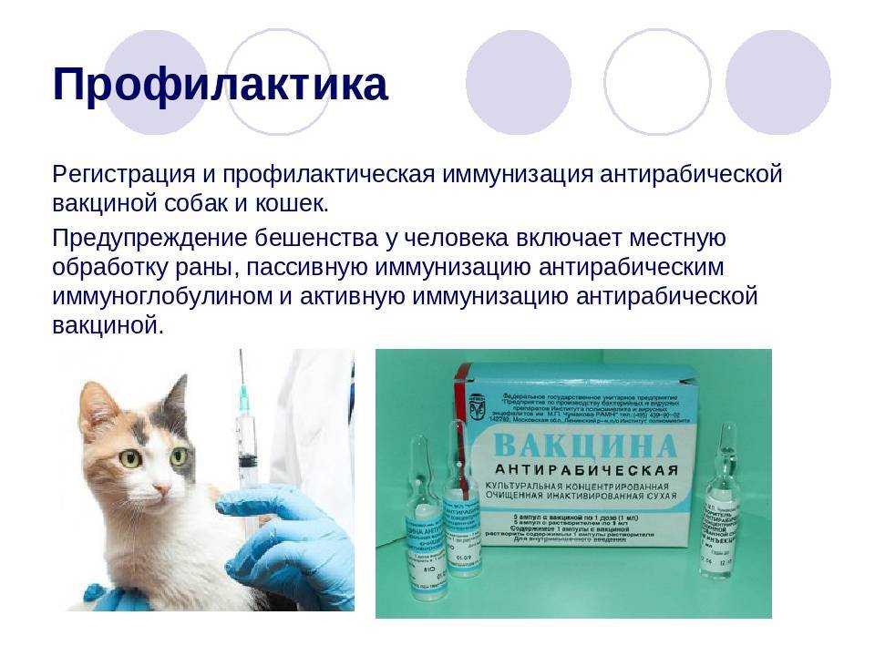 Как передается бешенство?