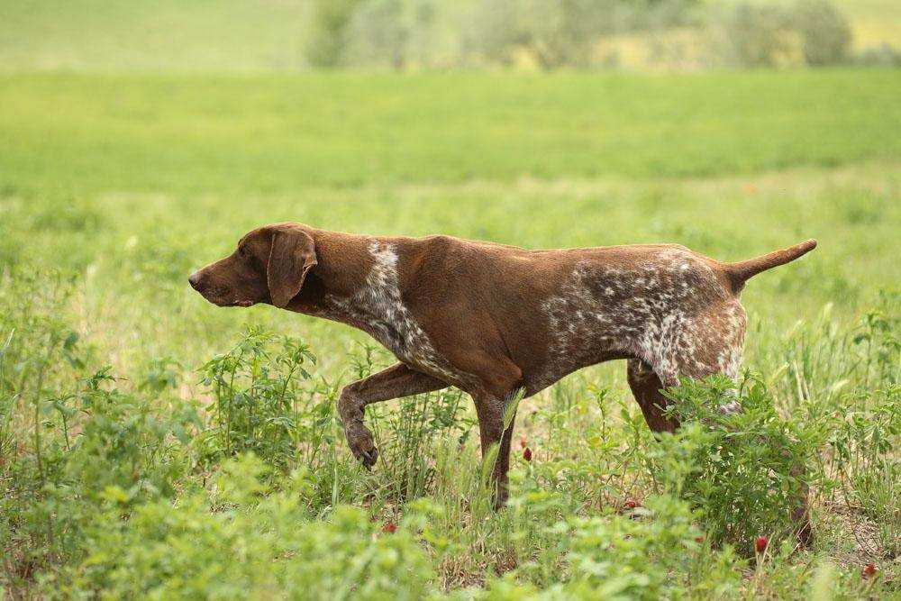 Легавые охотничьи собаки породы фото