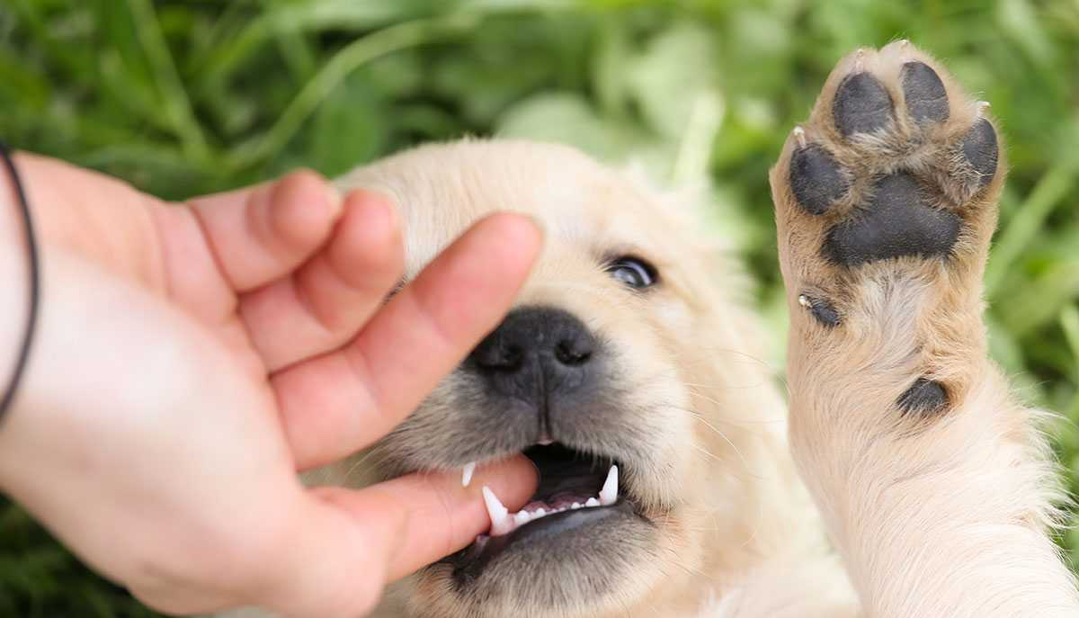 10 способов, как отучить взрослую собаку или щенка кусаться | звери дома