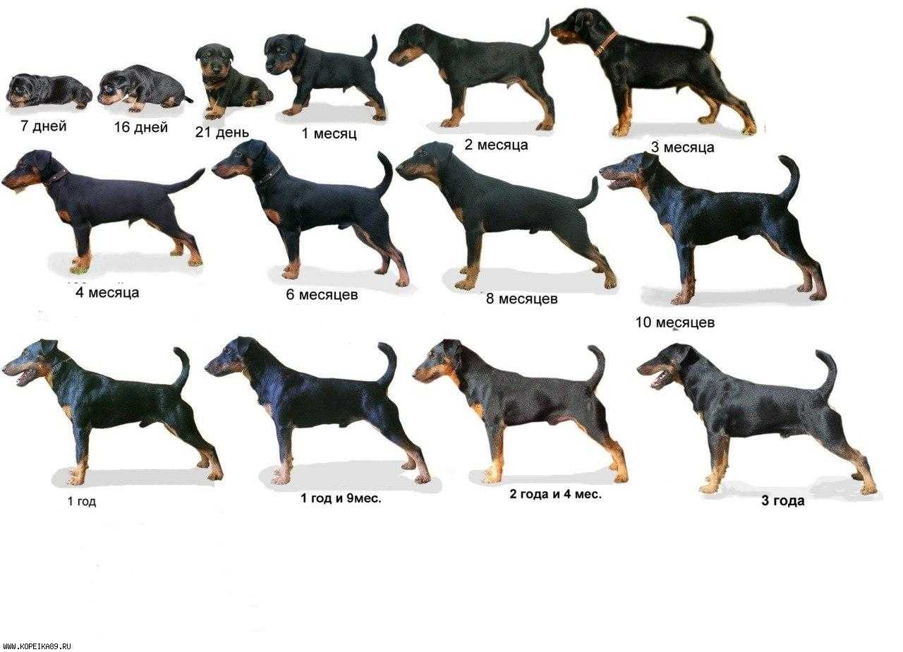 породы собак с фотографиями и названиями крупных