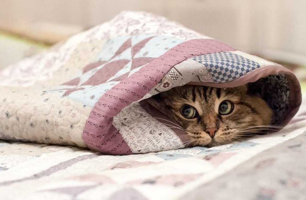 Кошка прячется в темные места: что делать, причины