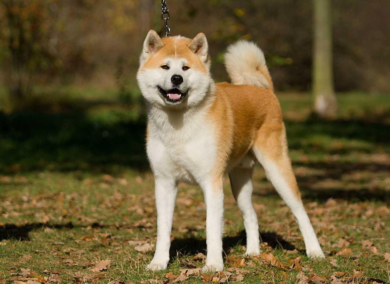 Есть порода хатико. Акита-ину. Японская Акита ину. Порода Хатико Акита-ину. Собака породы Акито ину.