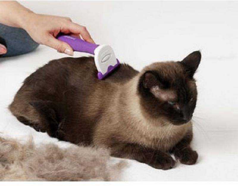 Груминг кошек: уход за шерстью и особенности процедуры