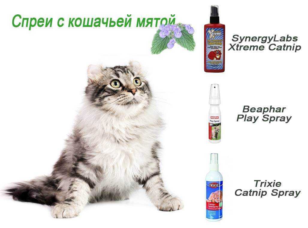 Кошачья мята: фото, для чего нужна и как действует, реакция кошек