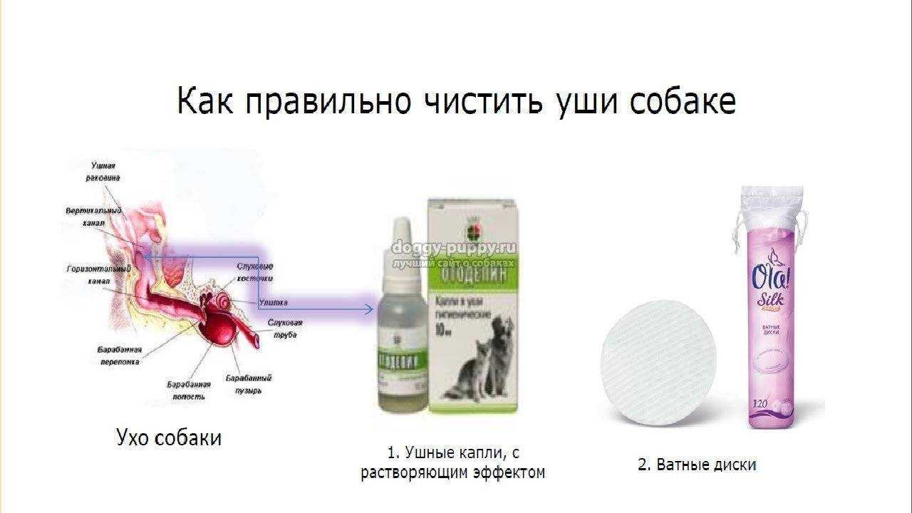 Как чистить уши собаке: 10 шагов (с иллюстрациями)