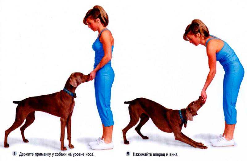 Как обучить собаку команде фу в домашних условиях: описание этапов