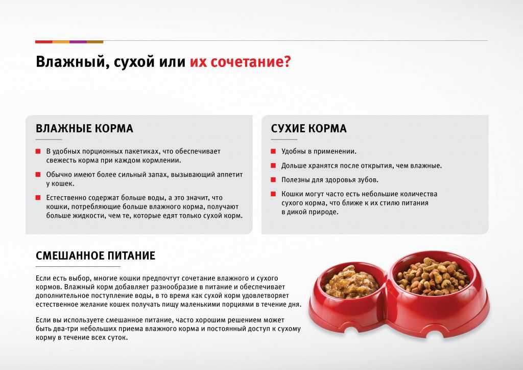 Нормы еды для кошек в сутки