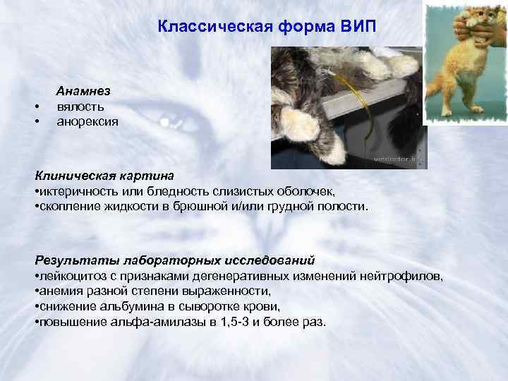 Избыточный бактериальный рост в тонкой кишке - синдром излишнего бактериального роста (сибр, sibo) | университетская клиника